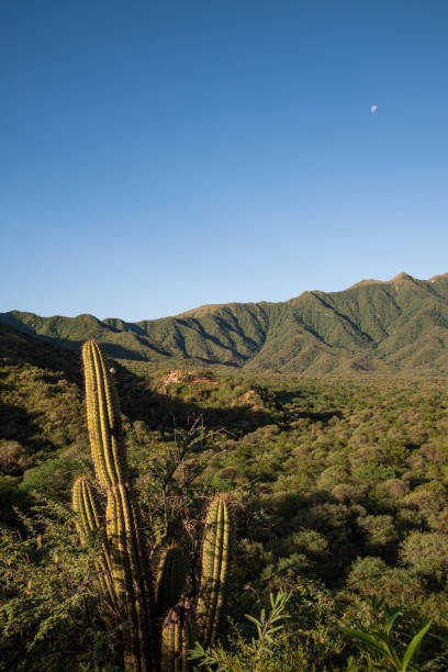 mountainous jungle, with Inca ruins and diaguitas