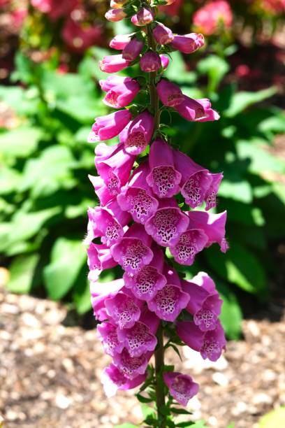 istock Pink Foxglove blooms 2100379667