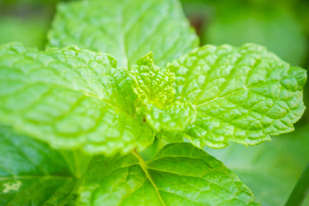 Fresh green peppermint plant in the garden