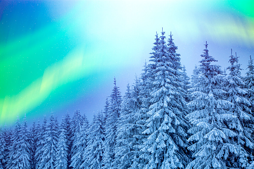 Winter landscape of snow covered pine trees with green Aurora Borealis.