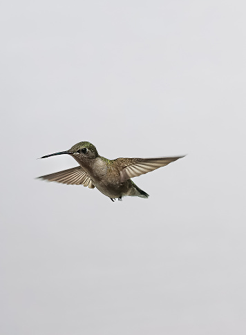 Female Ruby throated hummingbird on white background