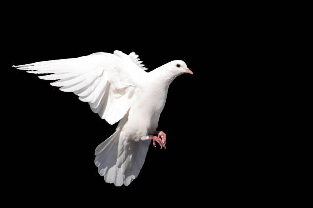 istock white dove, bird of peace in flight isolated on a black background 2100495016