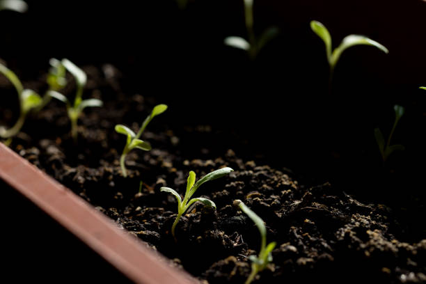 Seedlings at home. Lettuce seedlings in a container for planting in the ground