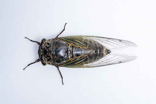 It's a cicada called a KUMA-ZEMI.