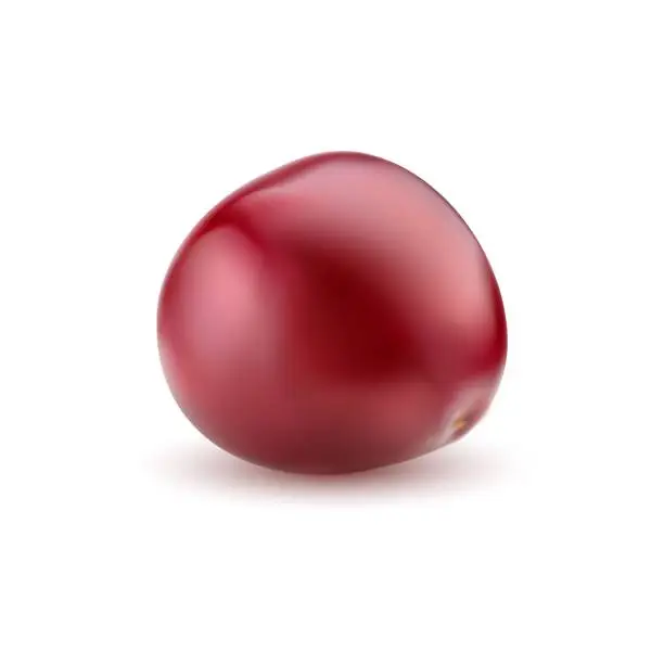 Vector illustration of Realistic ripe cherry, raw red cherry berry.