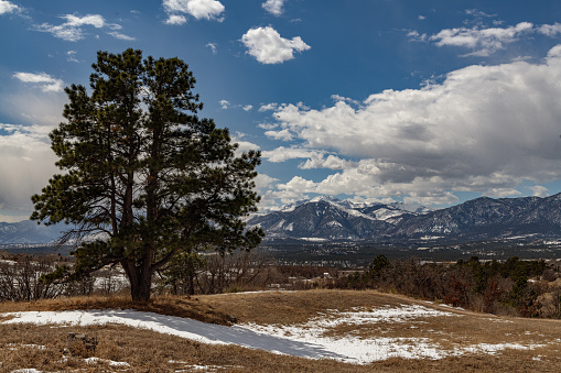 Large pine tree with Pikes Peak (14110 feet elevation) near Colorado Springs in western USA of North America. Nearby cities are Colorado Springs, Pueblo and Denver, Colorado.