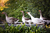 Group of European Greylag Geese squawking