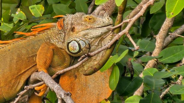 istock Adult Green Iguana 2100567926