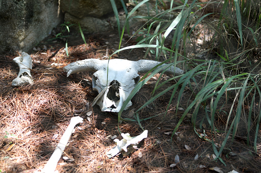 Sun Bleached Cow Skull