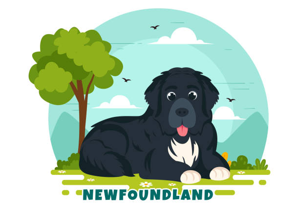 newfoundland dog animals vector illustration with black, brown or landseer color in flat style cute cartoon nature background design - black labrador black dog retriever stock illustrations