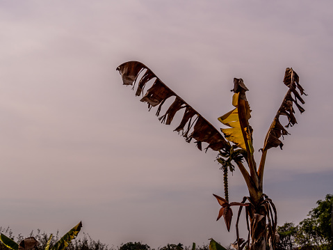 A wilt banana tree with tattered leaves in barren field