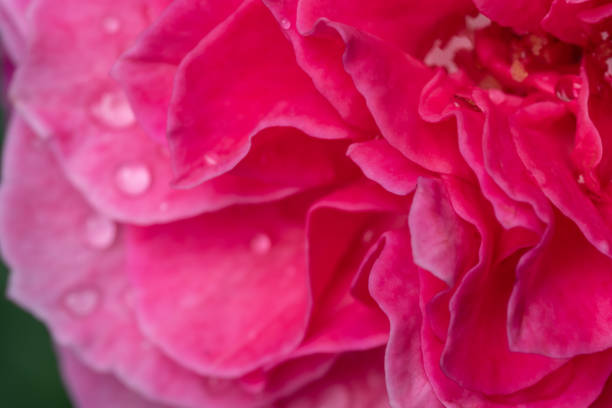 Beautiful pink rose flower macro. a beauty of the nature in an exotic view