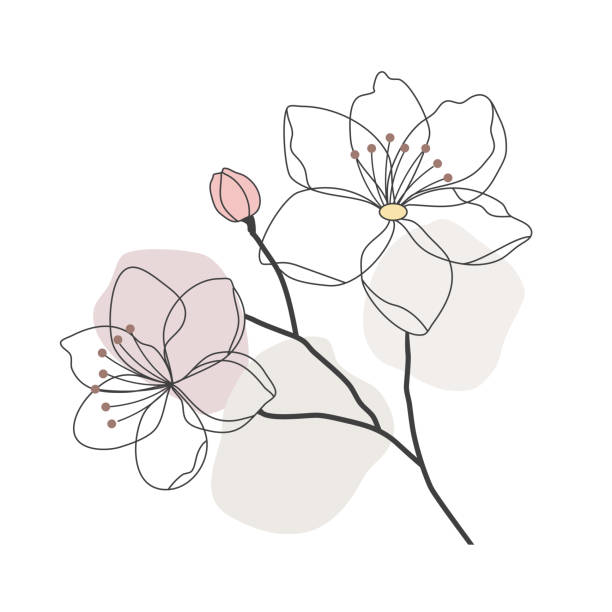 Apple blossom Apple blossom line art illustration apple blossom stock illustrations