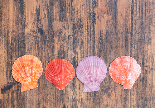 beautiful color scallop shells on wooden background
