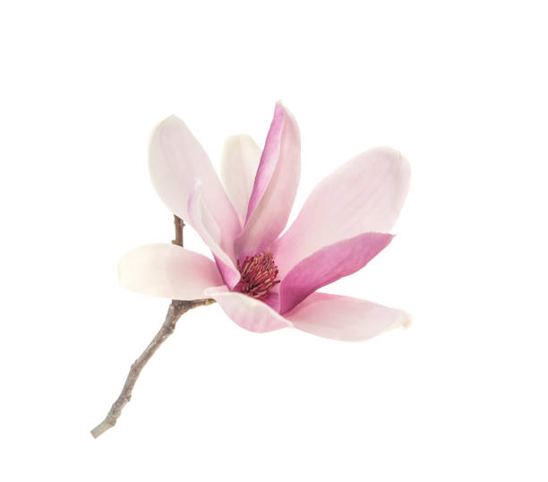 istock magnolia flowers isolated on white 2100668518