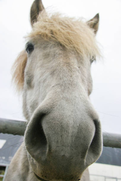 Scenes from an Icelandic horse farm, nestled amidst breathtaking landscapes, breeds and nurtures majestic Icelandic horses, offering visitors an immersive experience into the country's rich equestrian culture.