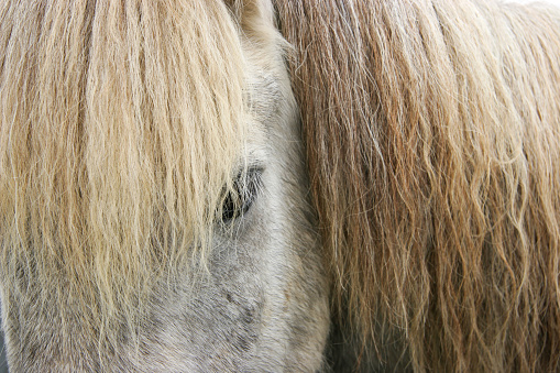 Whited gelding horse in winter snow on farm.