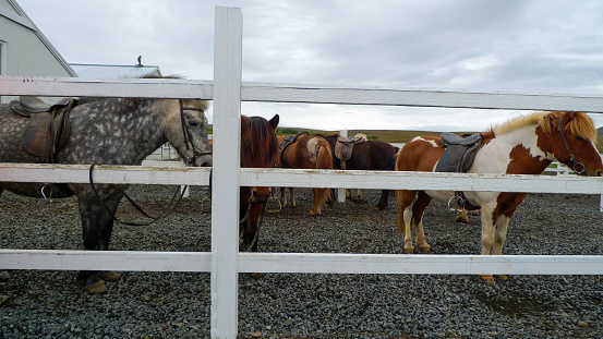 Scenes from an Icelandic horse farm, nestled amidst breathtaking landscapes, breeds and nurtures majestic Icelandic horses, offering visitors an immersive experience into the country's rich equestrian culture.