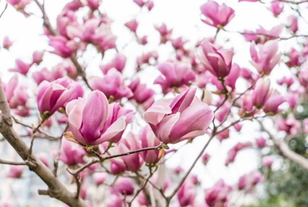 istock magnolia flowers isolated on white 2100694265