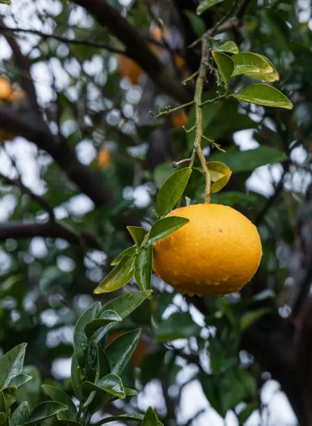 I found a Watson pomelo tree with raindrops forming in a residential area on Jeju Island. Natsumikan, Amanatsu, Citrus natsudaidai