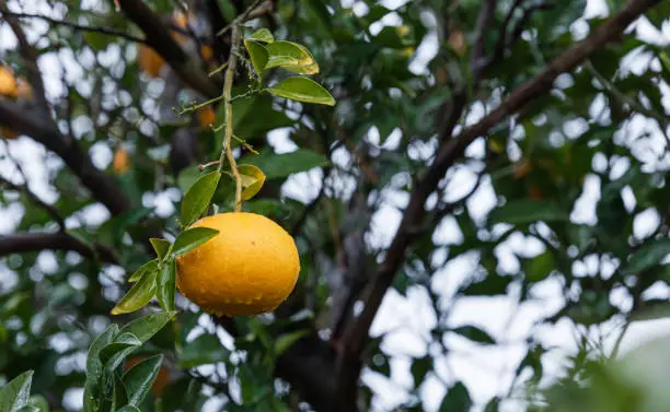 I found a Watson pomelo tree with raindrops forming in a residential area on Jeju Island. Natsumikan, Amanatsu, Citrus natsudaidai