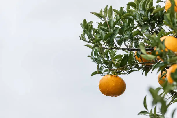 I found a Watson pomelo tree with raindrops forming in a residential area on Jeju Island. Natsumikan, Amanatsu, Citrus natsudaidai