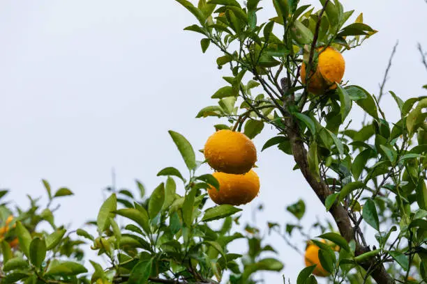 I found a Watson pomelo tree with raindrops forming in a residential area on Jeju Island. Natsumikan, Amanatsu, Citrus natsudaidai