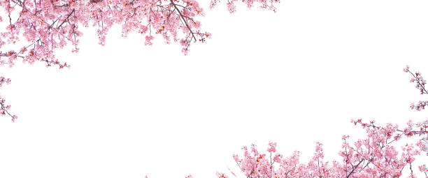 istock Pink cherry blossom blooming in spring season. 2100723738
