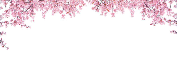 istock Pink sakura blooming in spring season isolated on white background. 2100723739