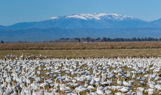 Snow Geese in the foreground with the snow capped Coastal Mountain Range in the Background