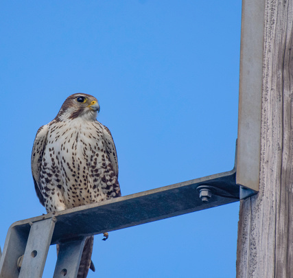 A Prairie Falcon is perched on a power pole