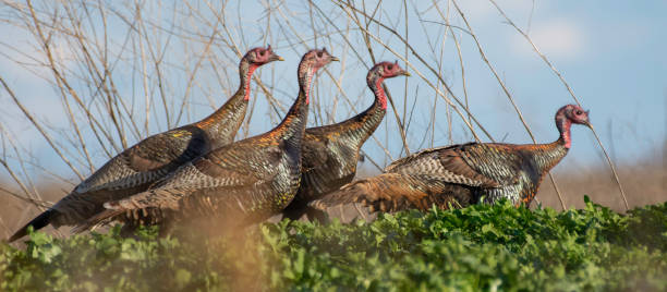 istock Side View of Traveling Wild Turkeys 2100742930