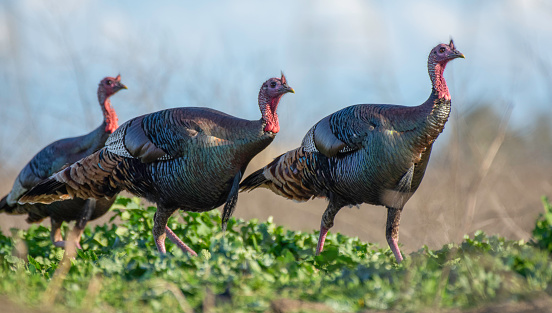 Three Wild Turkeys travel across a marsh in Colusa County in Northern California