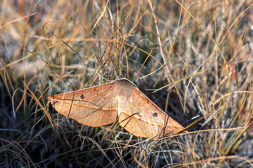 Pink-bellied moth outdoors in regional Victoria