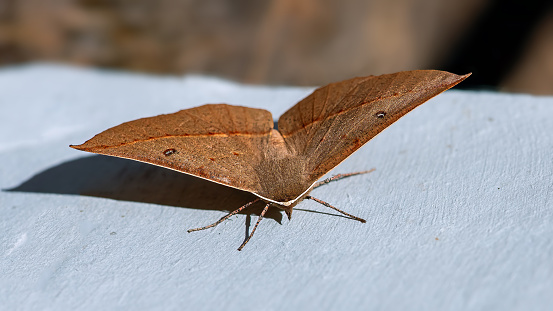 Pink-bellied moth outdoors in regional Victoria