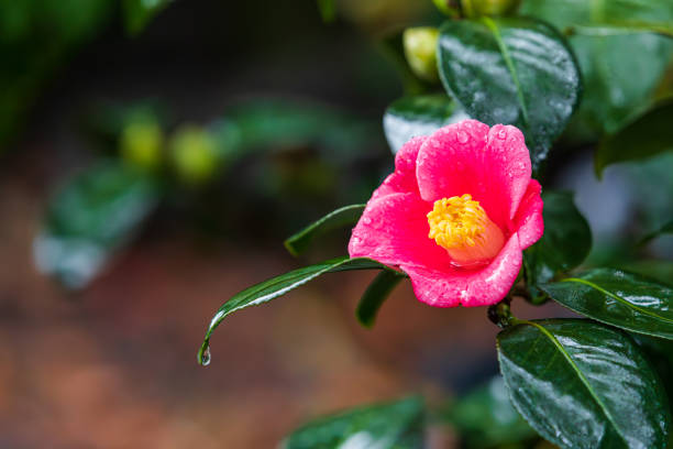 Beautiful pink camellia flowers in garden after rain