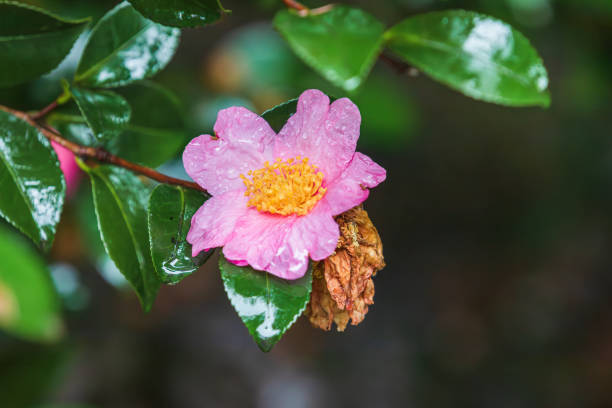 Rose blossoms in urban park, Tokyo