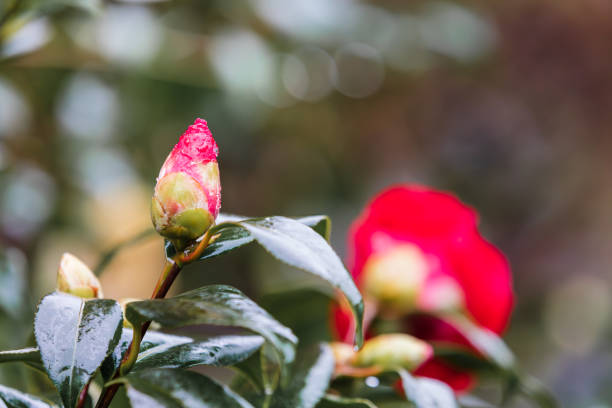 A flower bud of a camellia tree with raindrops forming on it. Common camellia