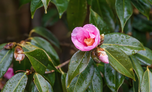 A camellia flower with raindrops forming on it. Common camellia
