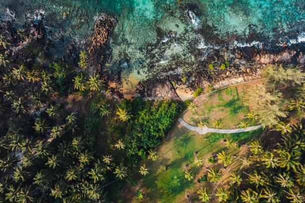 istock High angle coconut tree plantation on a tropical island 2100760101
