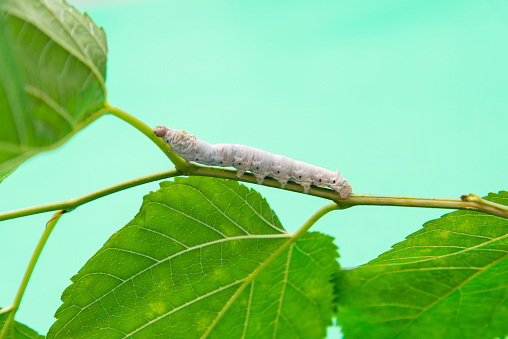 One silkworm eating mulberry leaves.