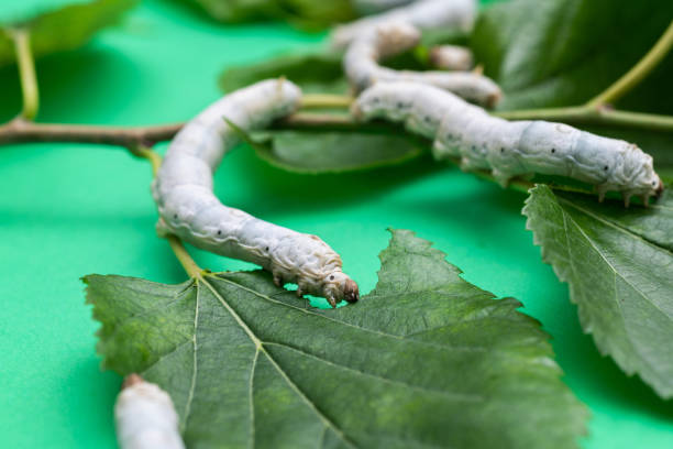 istock Group of silkworms eating mulberry leaves 2100774470