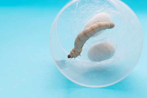 Silkworm spinning silk in a box.
