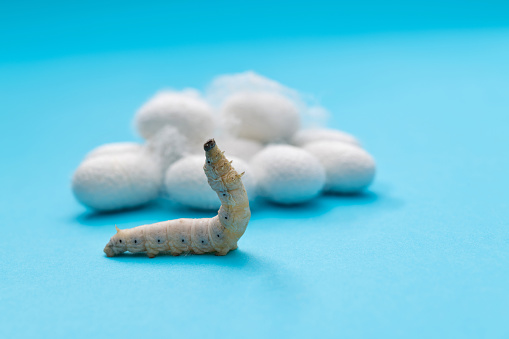 The crop pest Helicoverpa armigera caterpillar isolated on white background