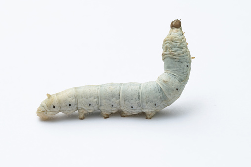 One silkworm on white background.