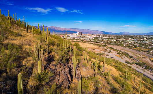 A hill with Saguaro Cactuses in the foreground and Tucson skyline and the Santa Catalina mountain range in the background.