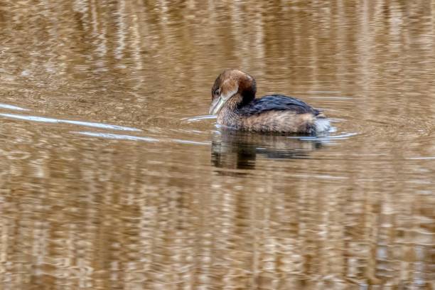 istock Pied-billed Grebe in a lake 2100813089