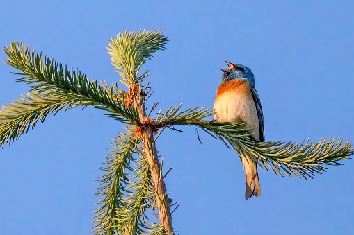 Lazili Bunting perched on tree top