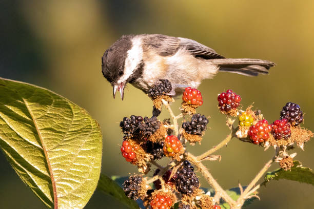istock black-capped chickadee eating berries in a bush 2100813633