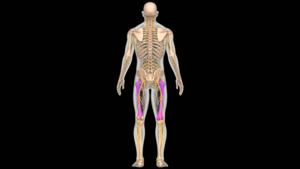istock Human Skeleton System Femur Bone Joints Anatomy 2100814277